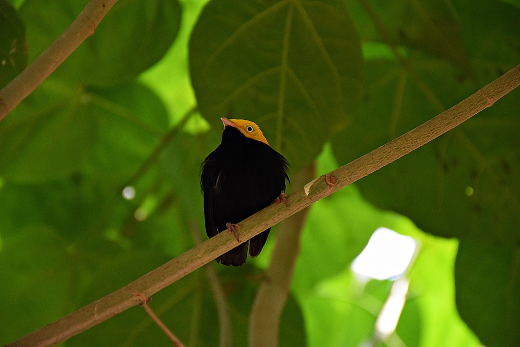 Golden-headed manakin