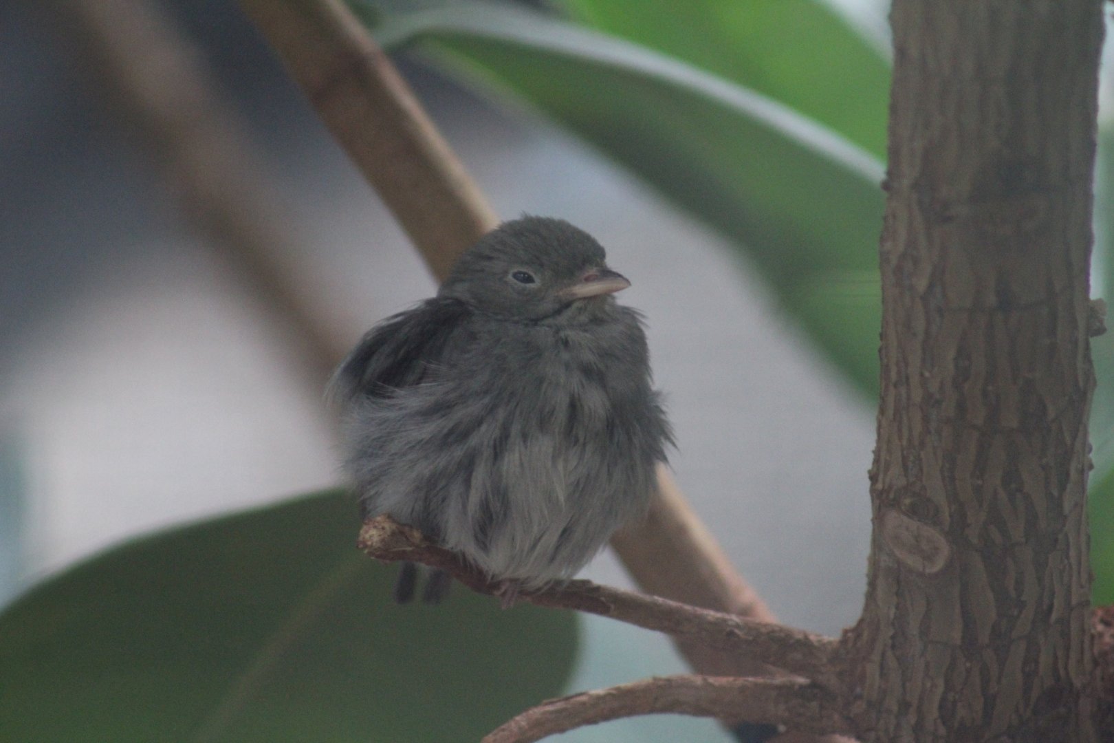Golden-Headed Manakin