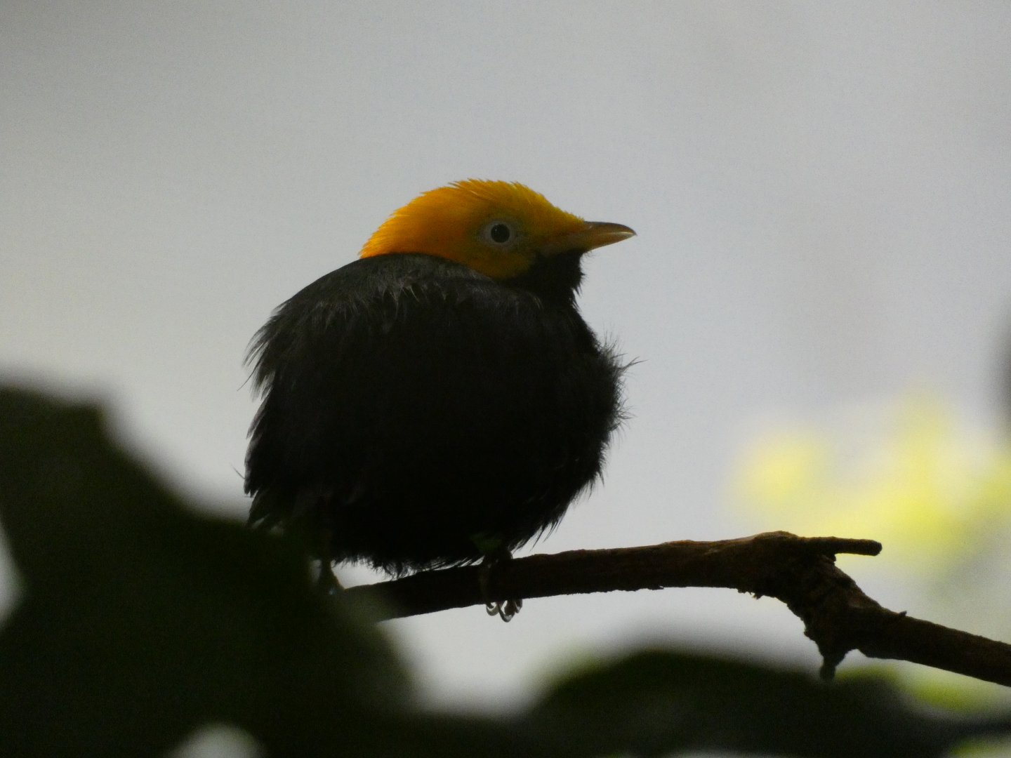 Golden-headed manakin