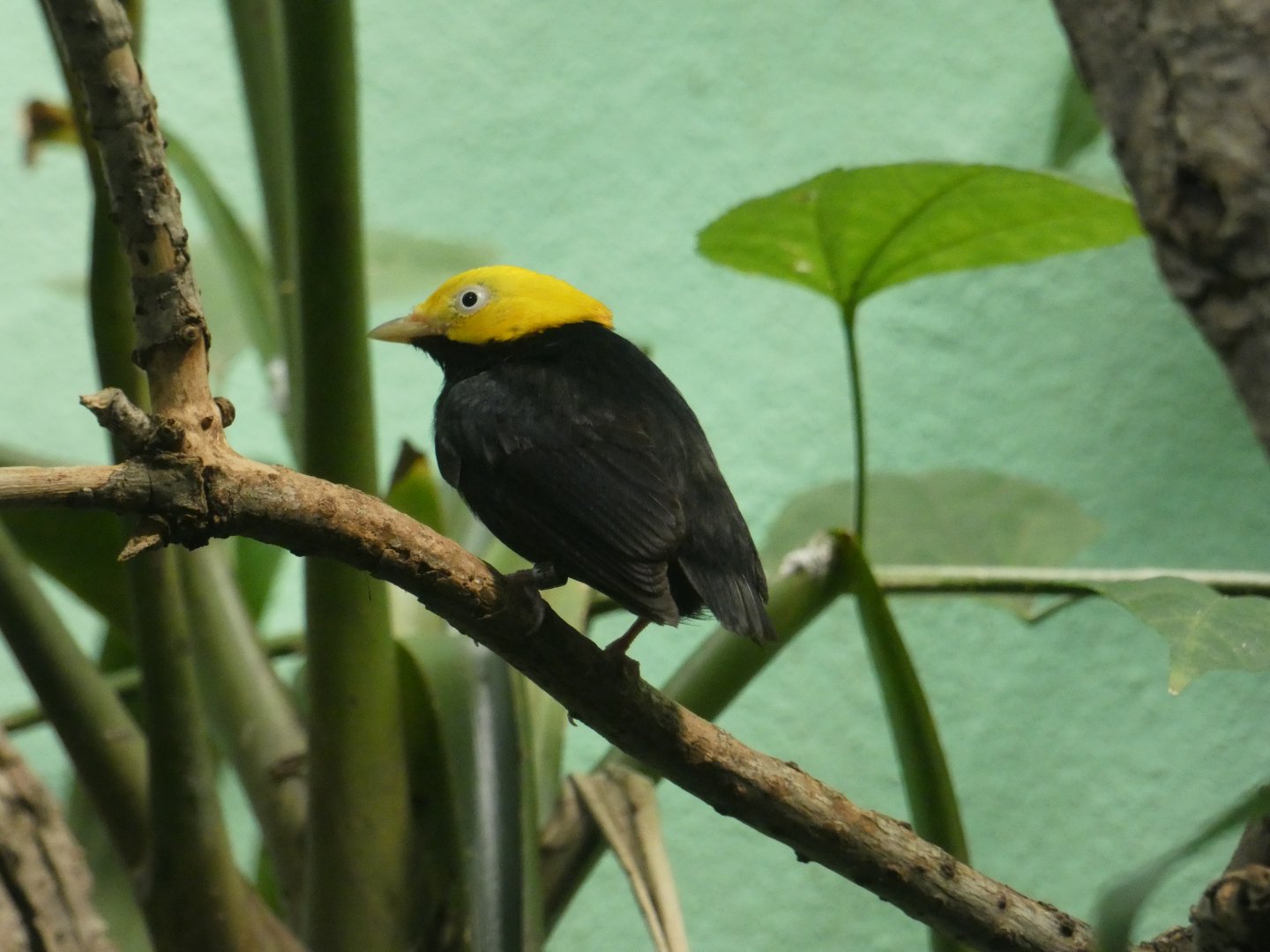 Golden-headed manakin