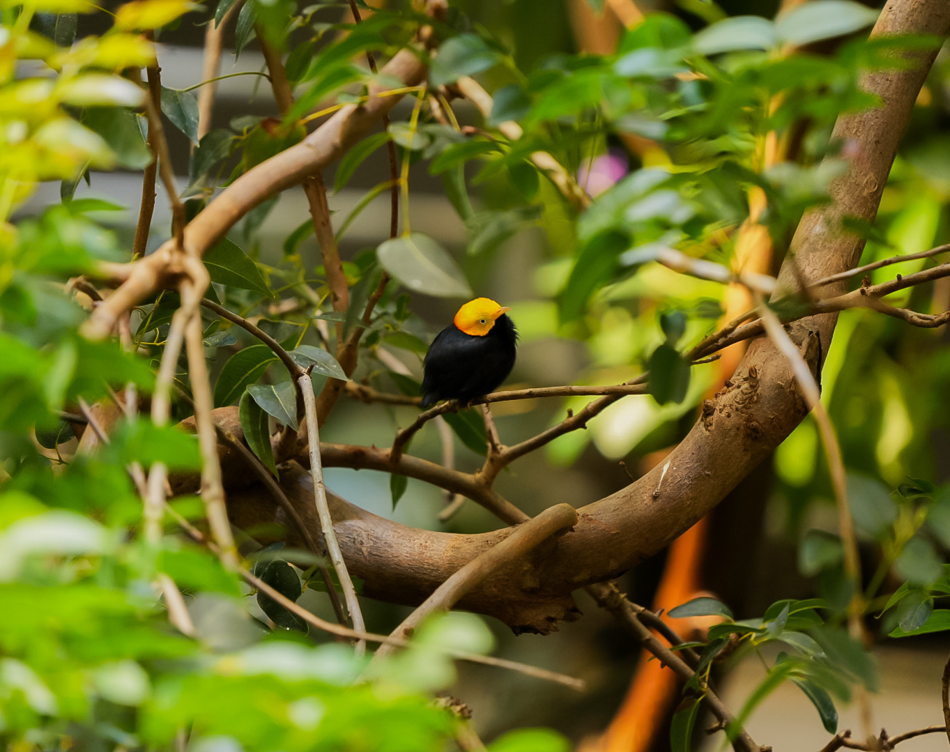 Golden-headed Manakin
