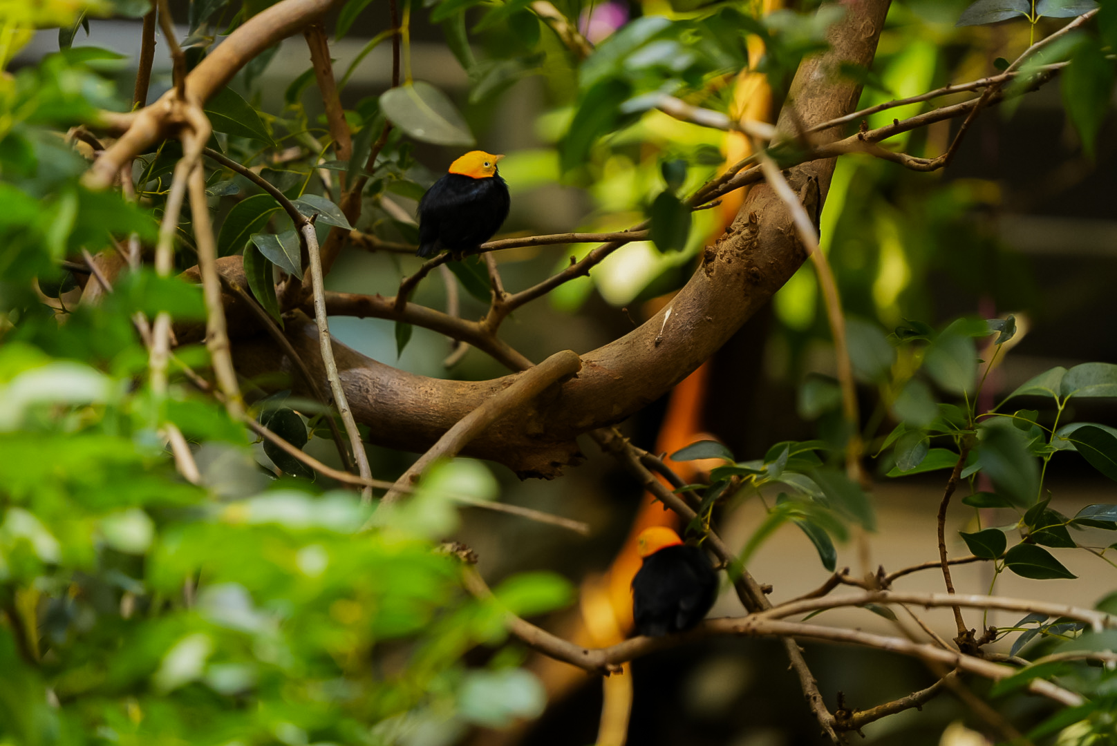 Golden-headed Manakins