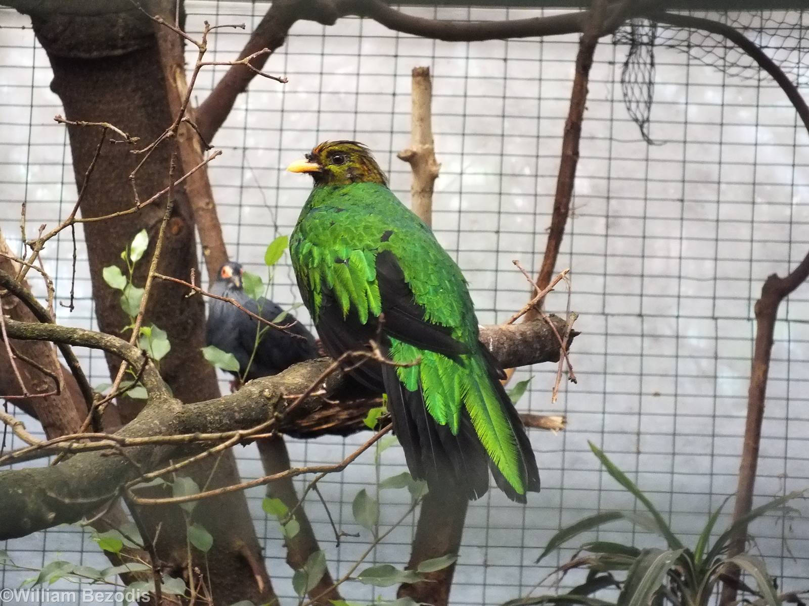 Golden-headed Quetzal (and Madagascan blue Pigeon in the background)