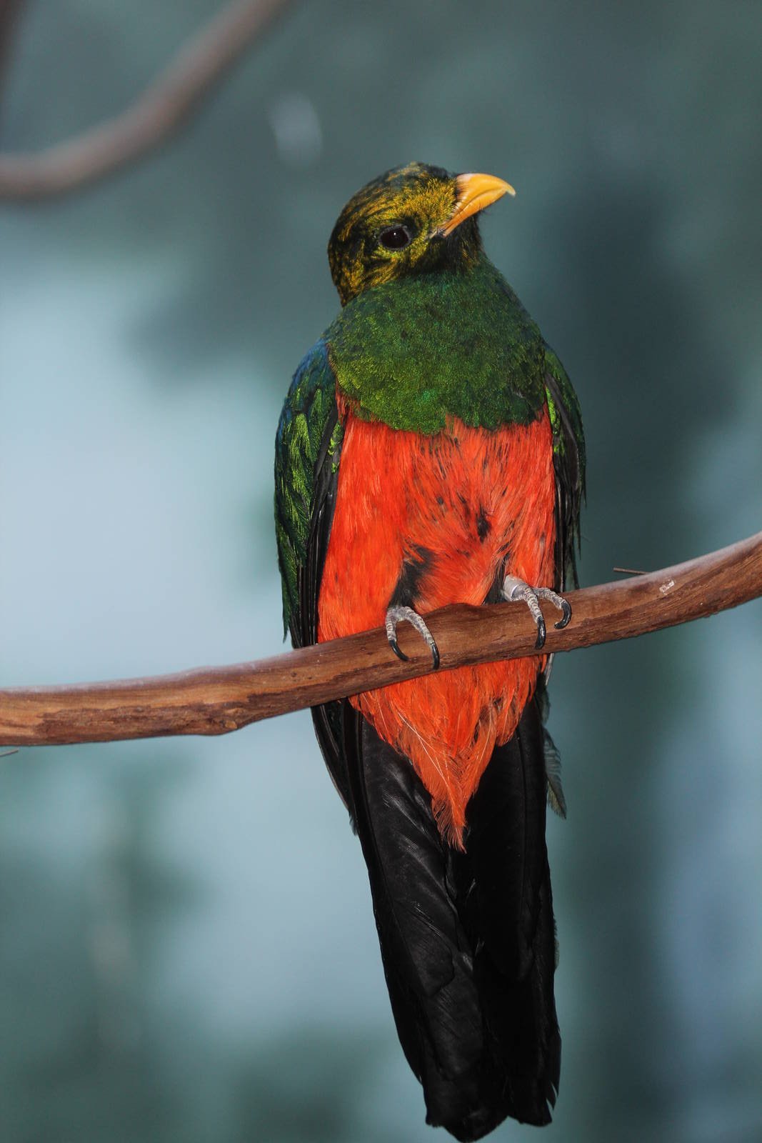 Golden-headed Quetzal - Apr 2014