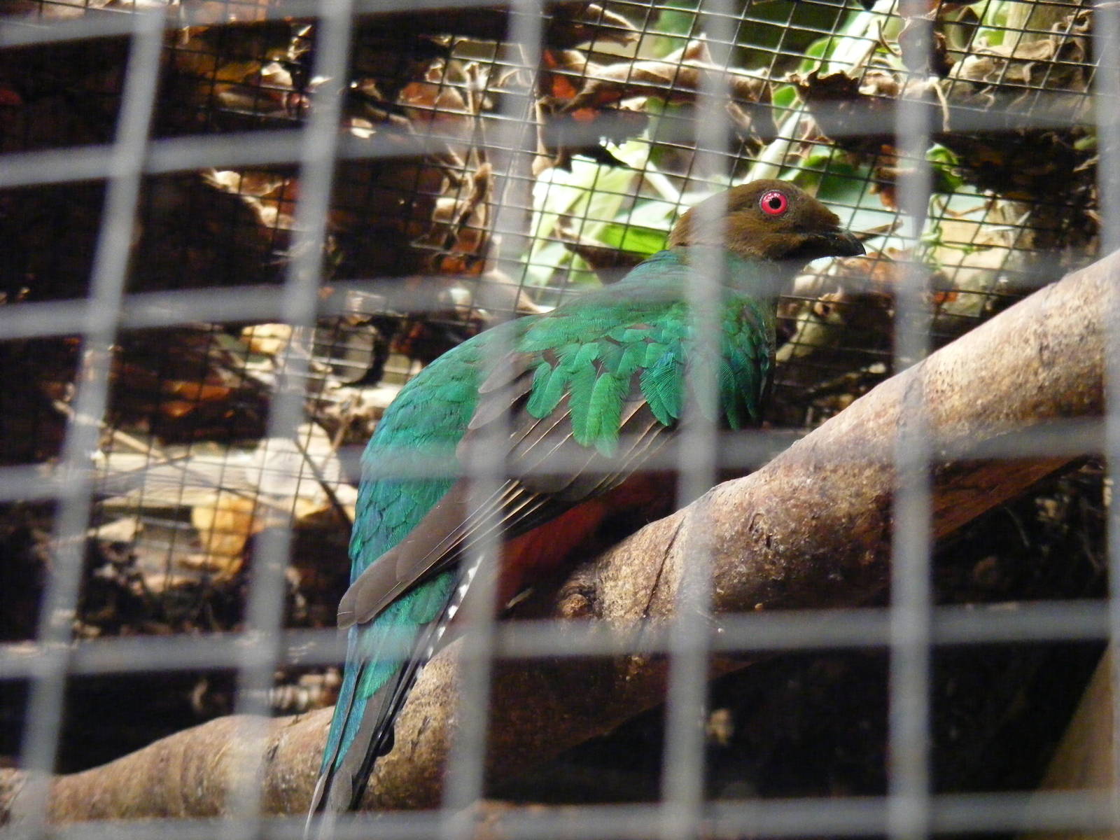 Golden headed quetzal at Amazon World, 5 April 2010