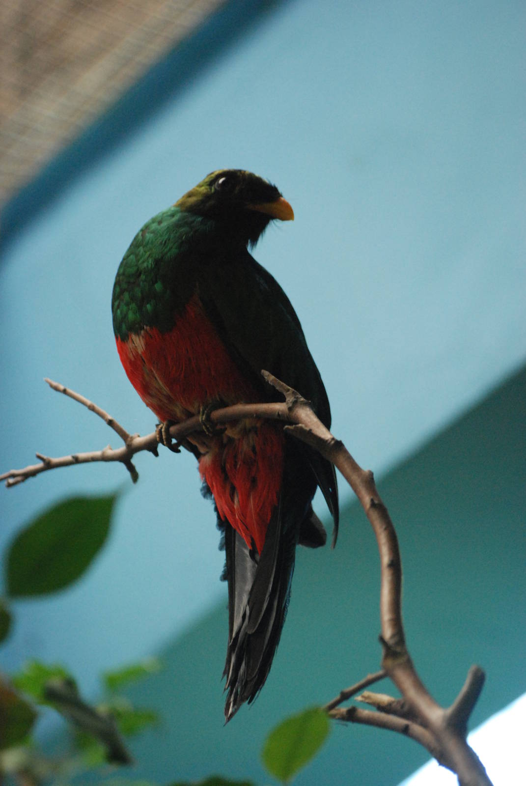 Golden-headed Quetzal at Barcelona, 30/05/11
