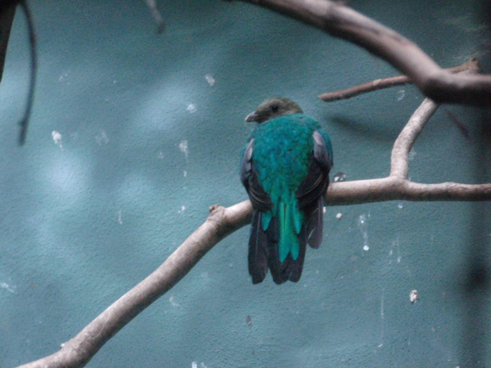 Golden-headed quetzal at Bronx zoo 2014-12-27