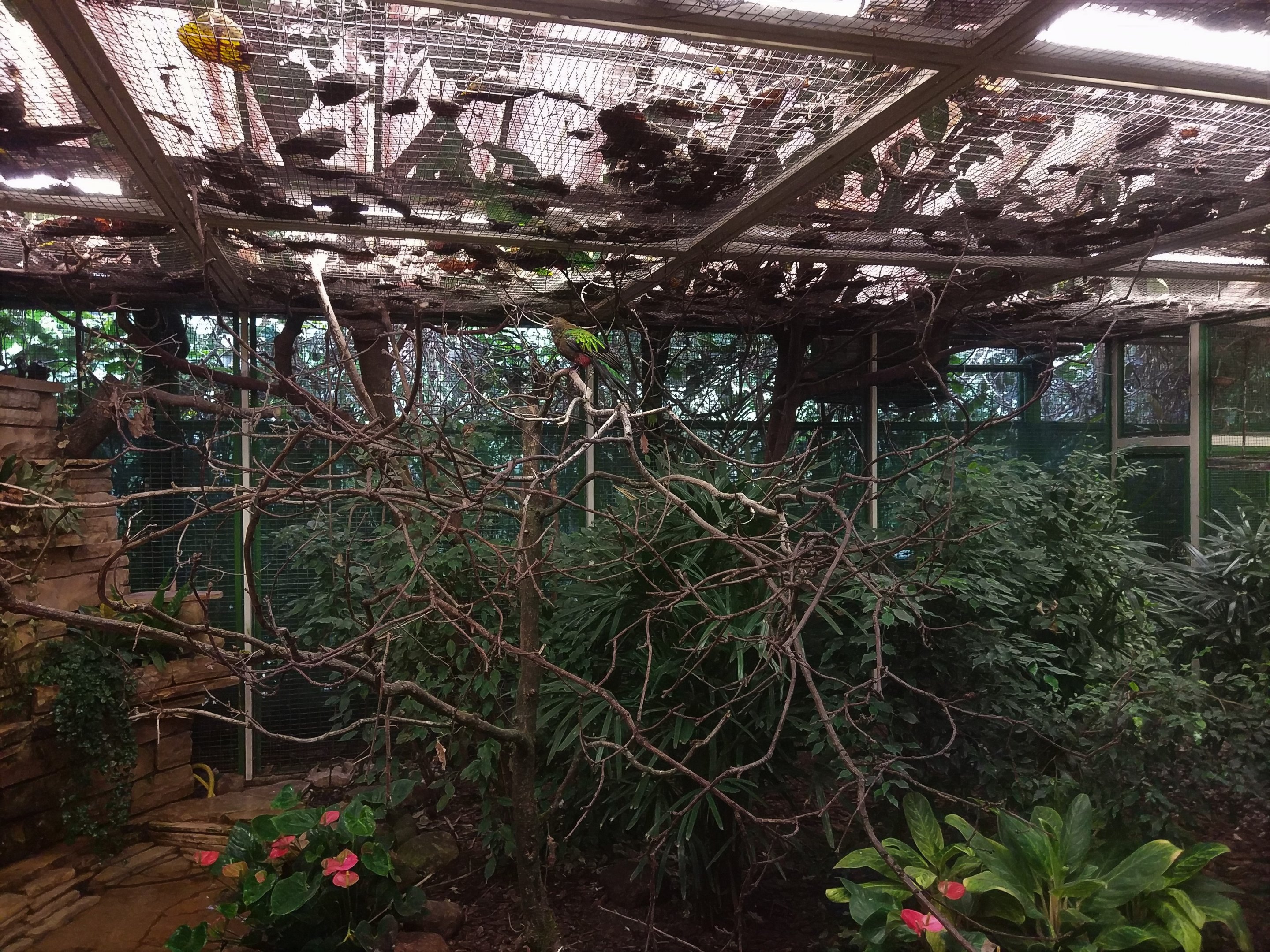 Golden-headed Quetzal Aviary