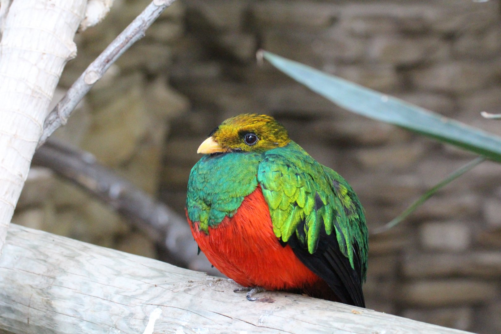 Golden-headed Quetzal - male