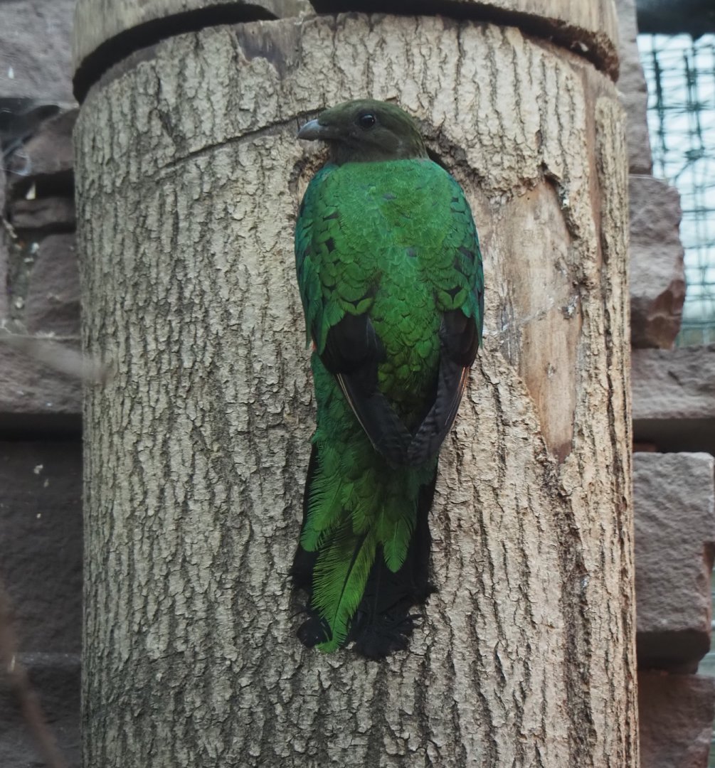 Golden-headed Quetzal (Pharomachrus auriceps), 2024-05-22