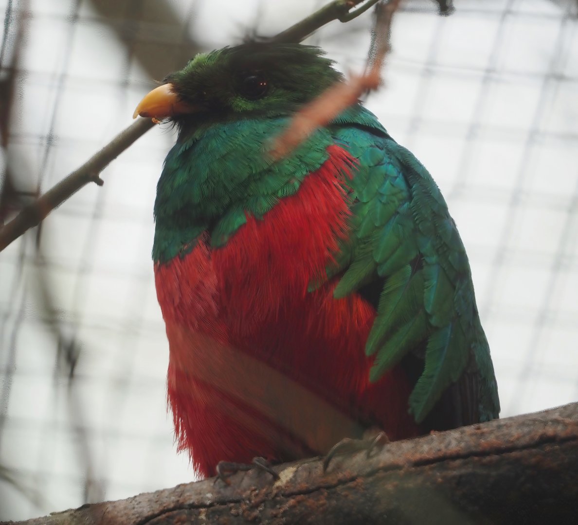 Golden-headed Quetzal (Pharomachrus auriceps), 2024-05-22