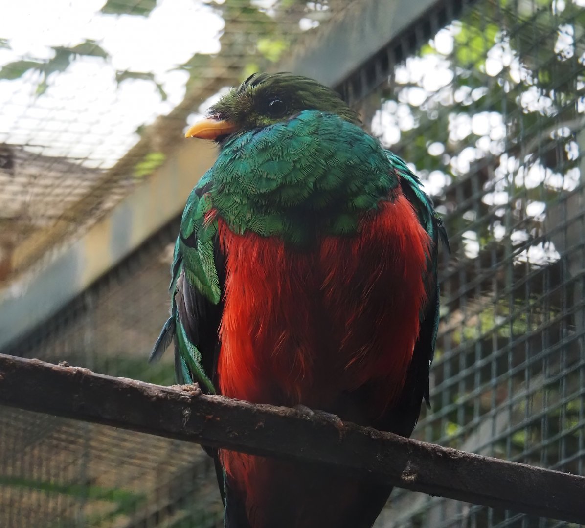 Golden-headed quetzal (Pharomachrus auriceps), 2024-05-22