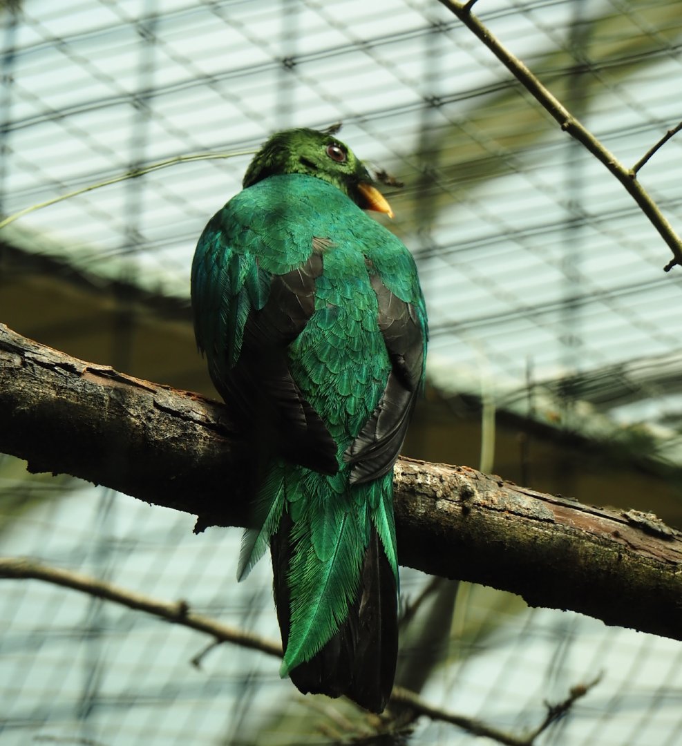 Golden-headed Quetzal (Pharomachrus auriceps), 2024-05-23