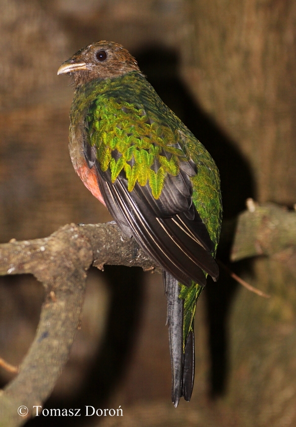 Golden-headed Quetzal (Pharomachrus auriceps) - female