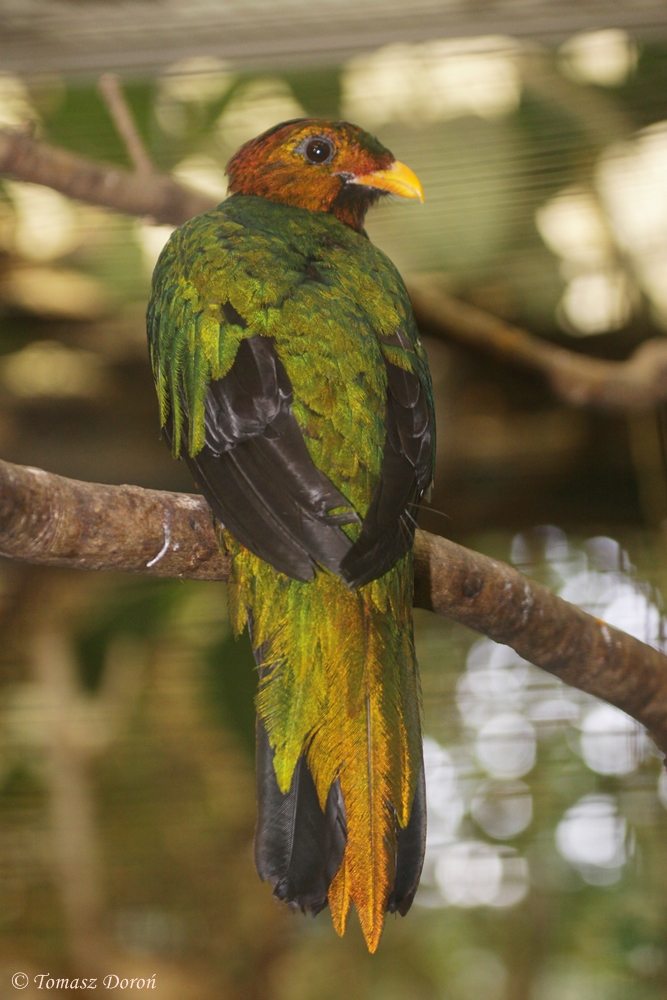 Golden-headed Quetzal (Pharomachrus auriceps) male - June 2012