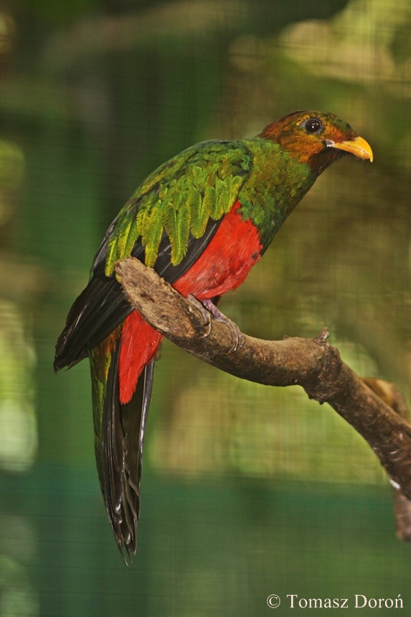 Golden-Headed Quetzal (Pharomachrus auriceps) - male