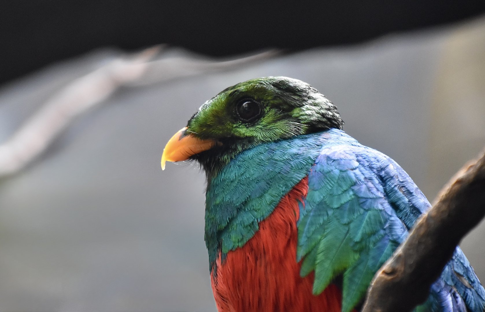 Golden-Headed Quetzal (Pharomachrus auriceps) male