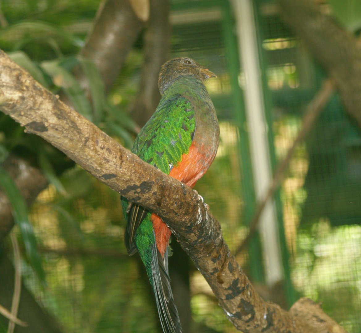 Golden-headed Quetzal (Pharomachrus auriceps), May 2006