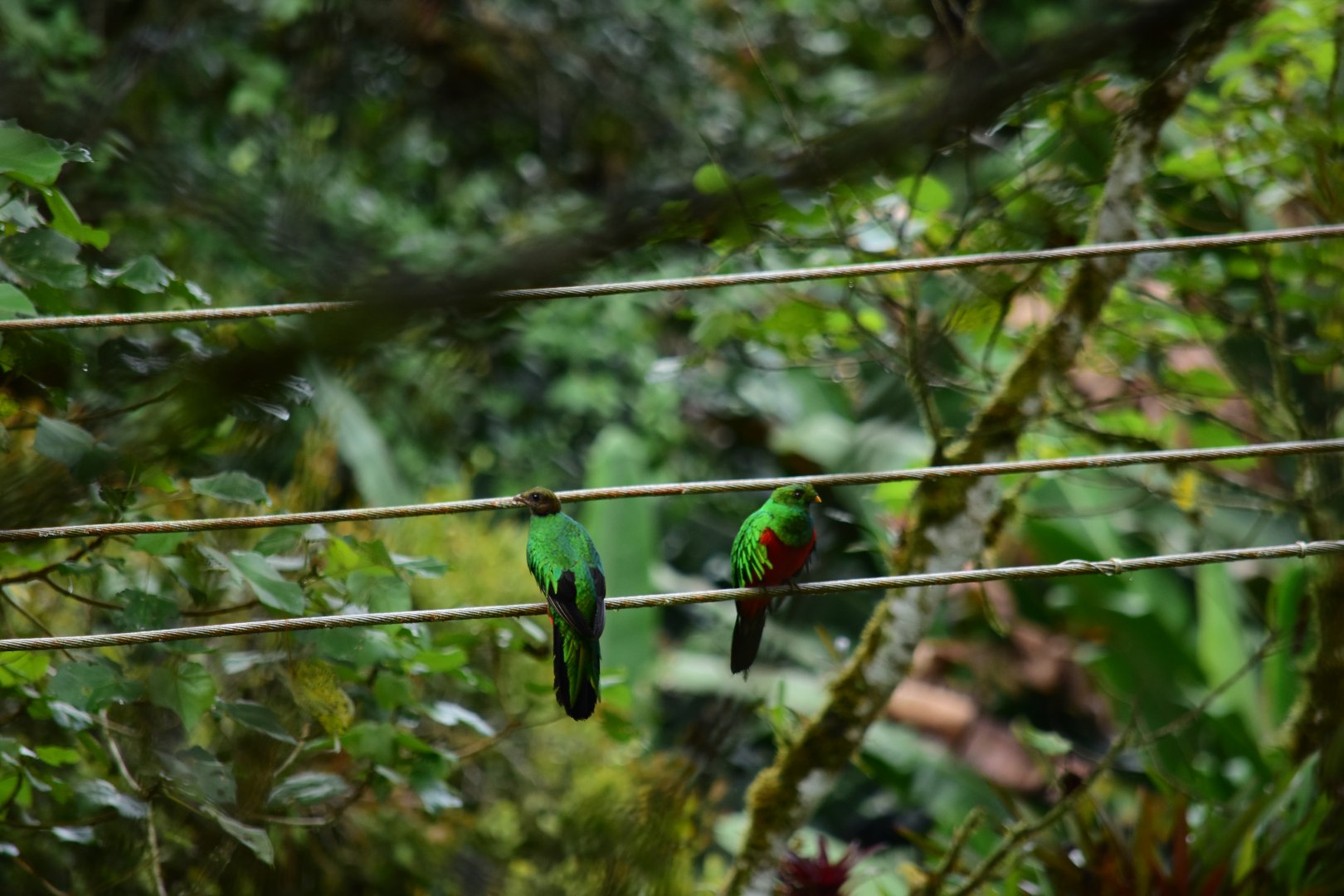 Golden-headed quetzal (Pharomachrus auriceps) pair