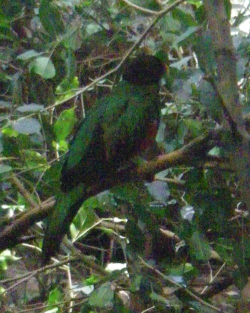 Golden-headed Quetzal (Pharomachrus auriceps)