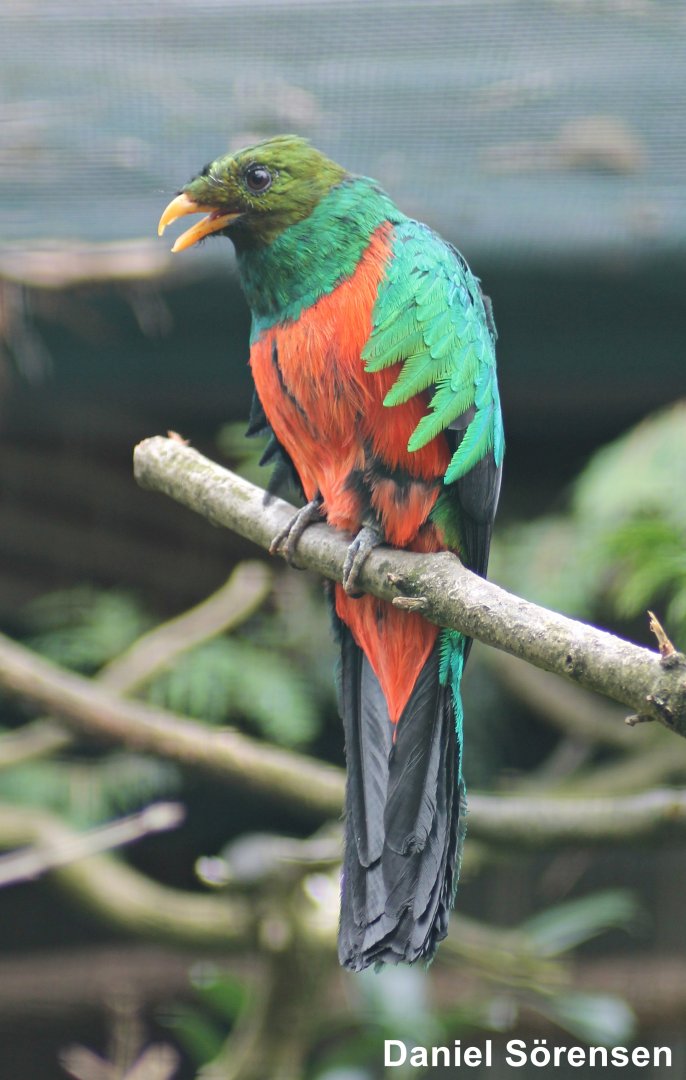 Golden-headed quetzal (Pharomachrus auriceps)