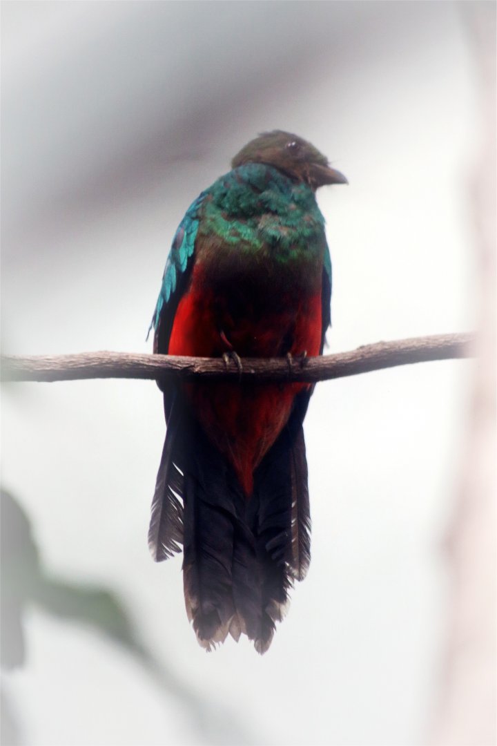 Golden-headed quetzal (Pharomachrus auriceps)