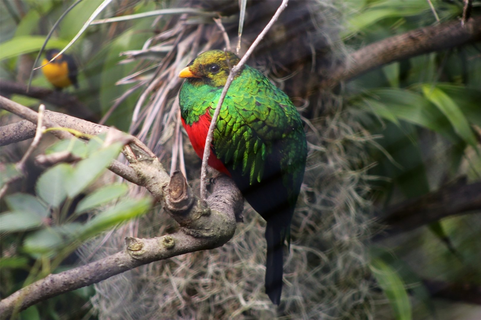 Golden-headed quetzal (Pharomachrus auriceps)