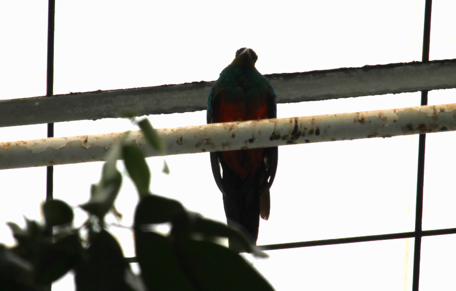 Golden-headed Quetzal (Pharomachrus auriceps)
