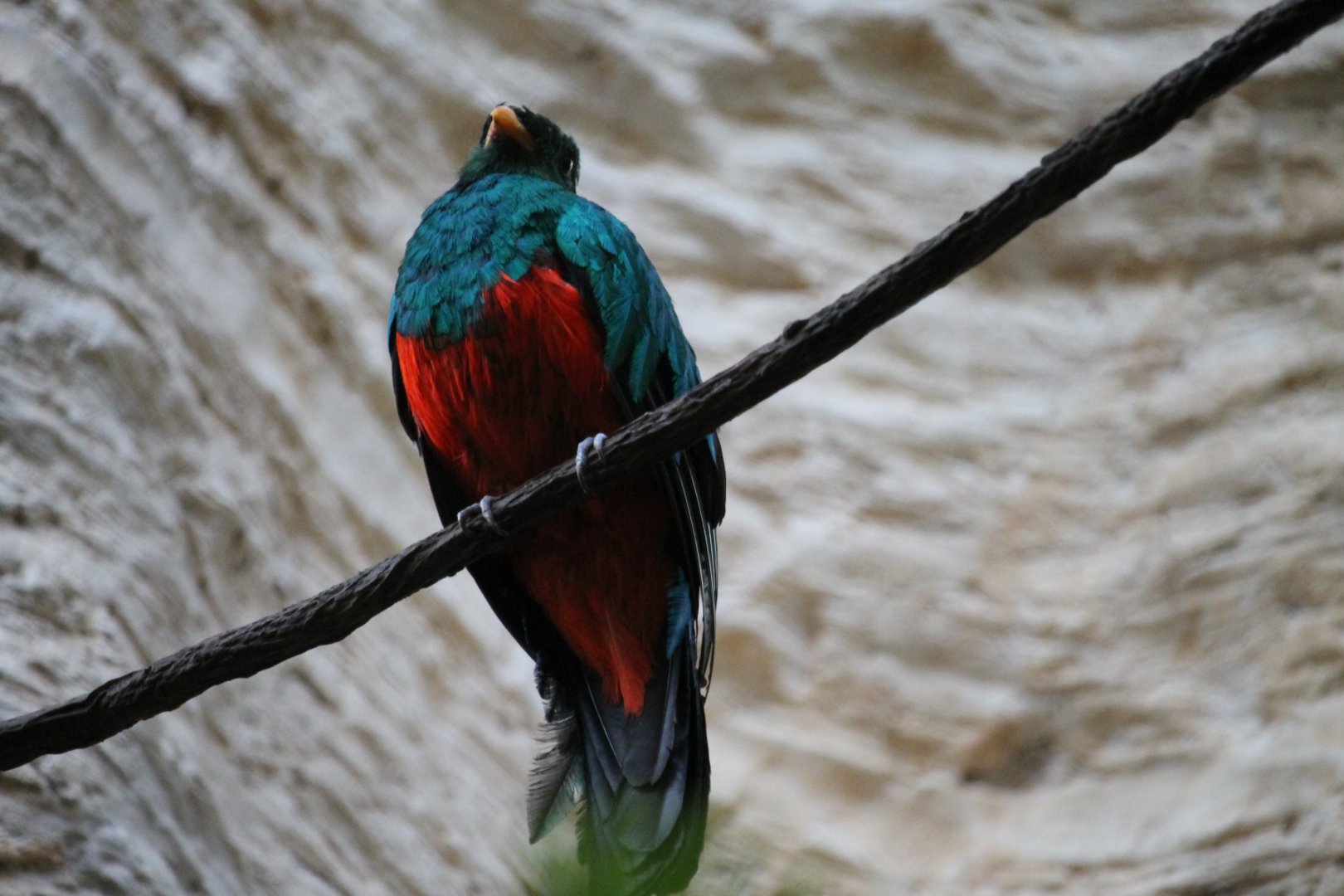Golden-headed Quetzal (Pharomachrus auriceps)