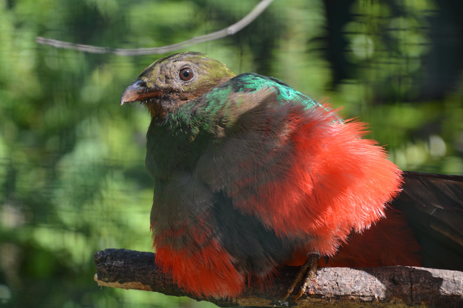Golden-headed quetzal (Pharomachrus auriceps)