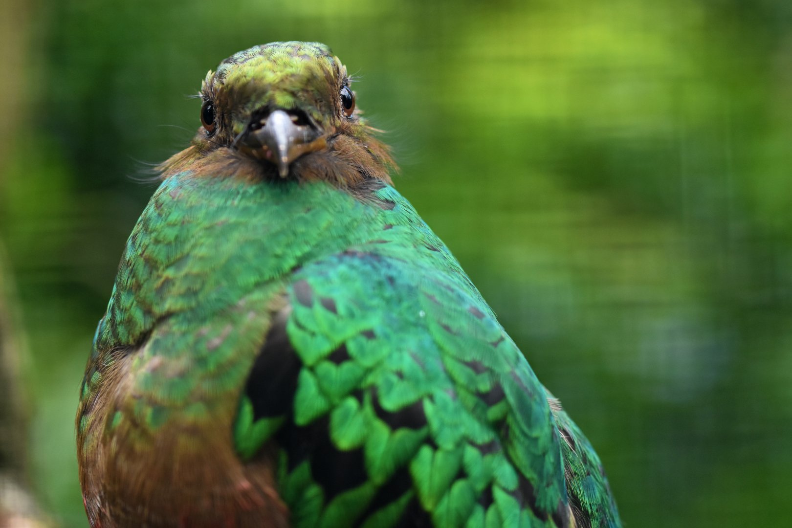 Golden-headed Quetzal Pharomachrus auriceps