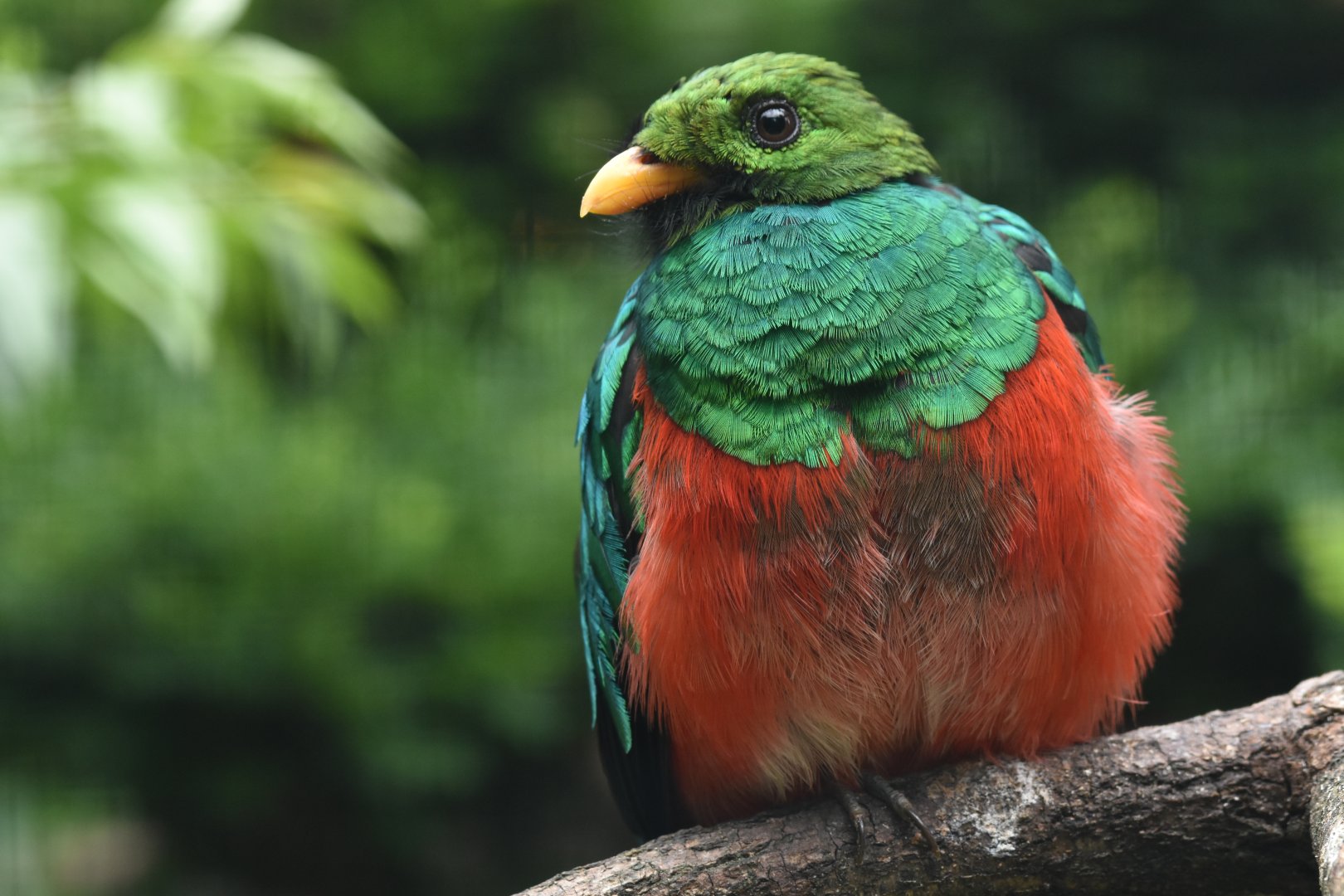Golden-headed Quetzal Pharomachrus auriceps