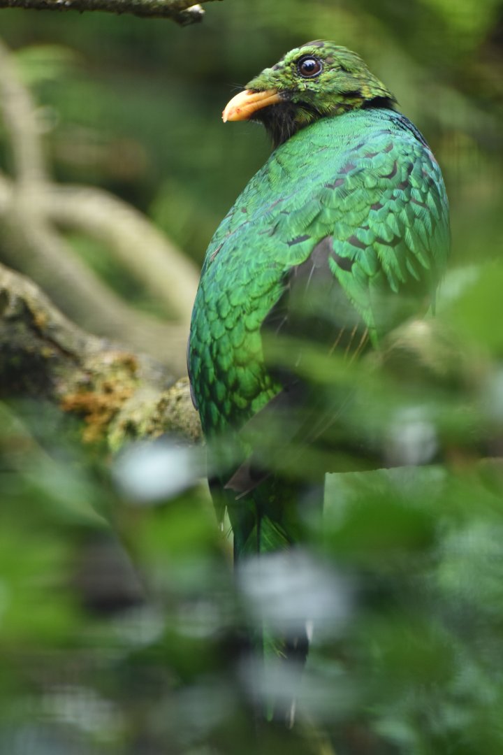 Golden-headed Quetzal Pharomachrus auriceps