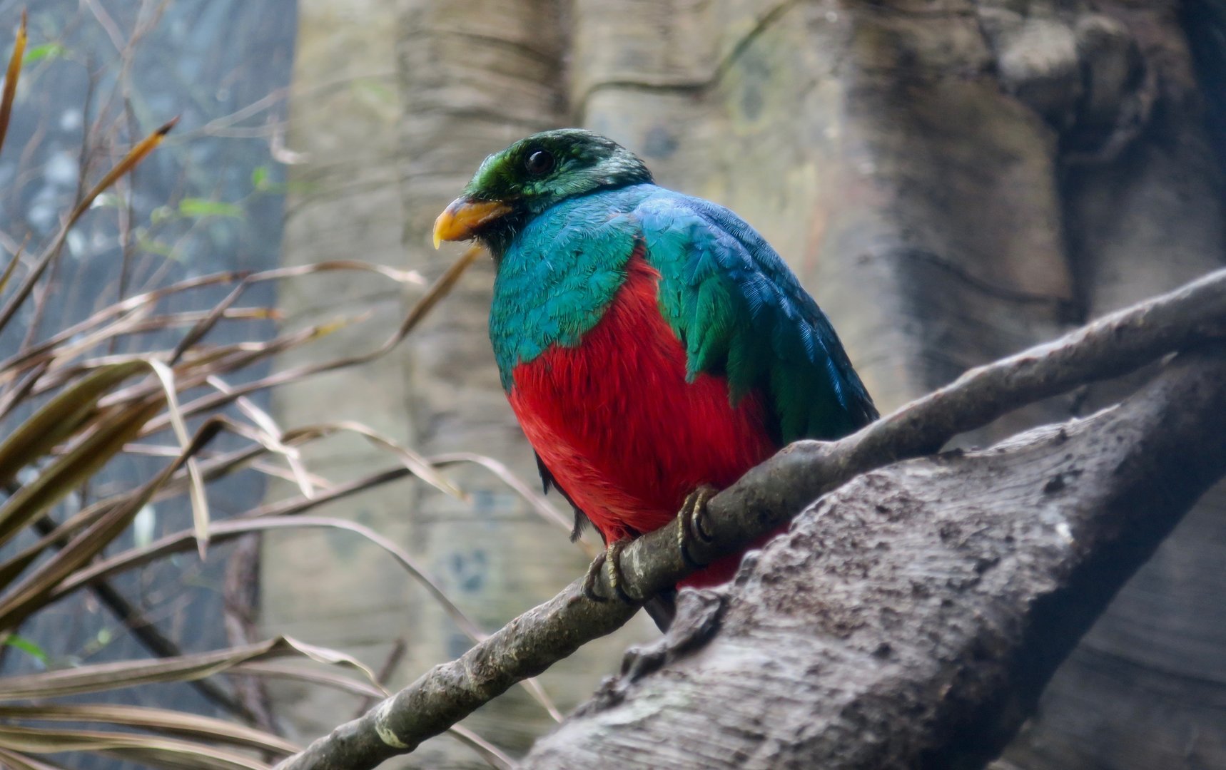Golden-Headed Quetzal (Pharomachrus auriceps)