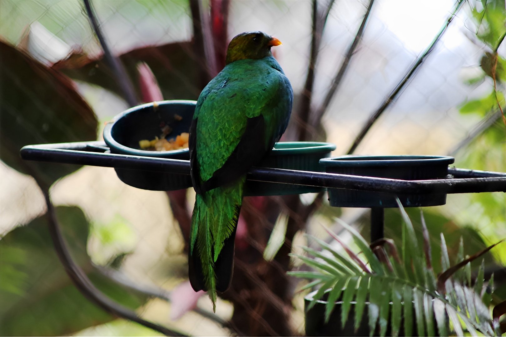 Golden-headed Quetzal (Pharomachrus auriceps)