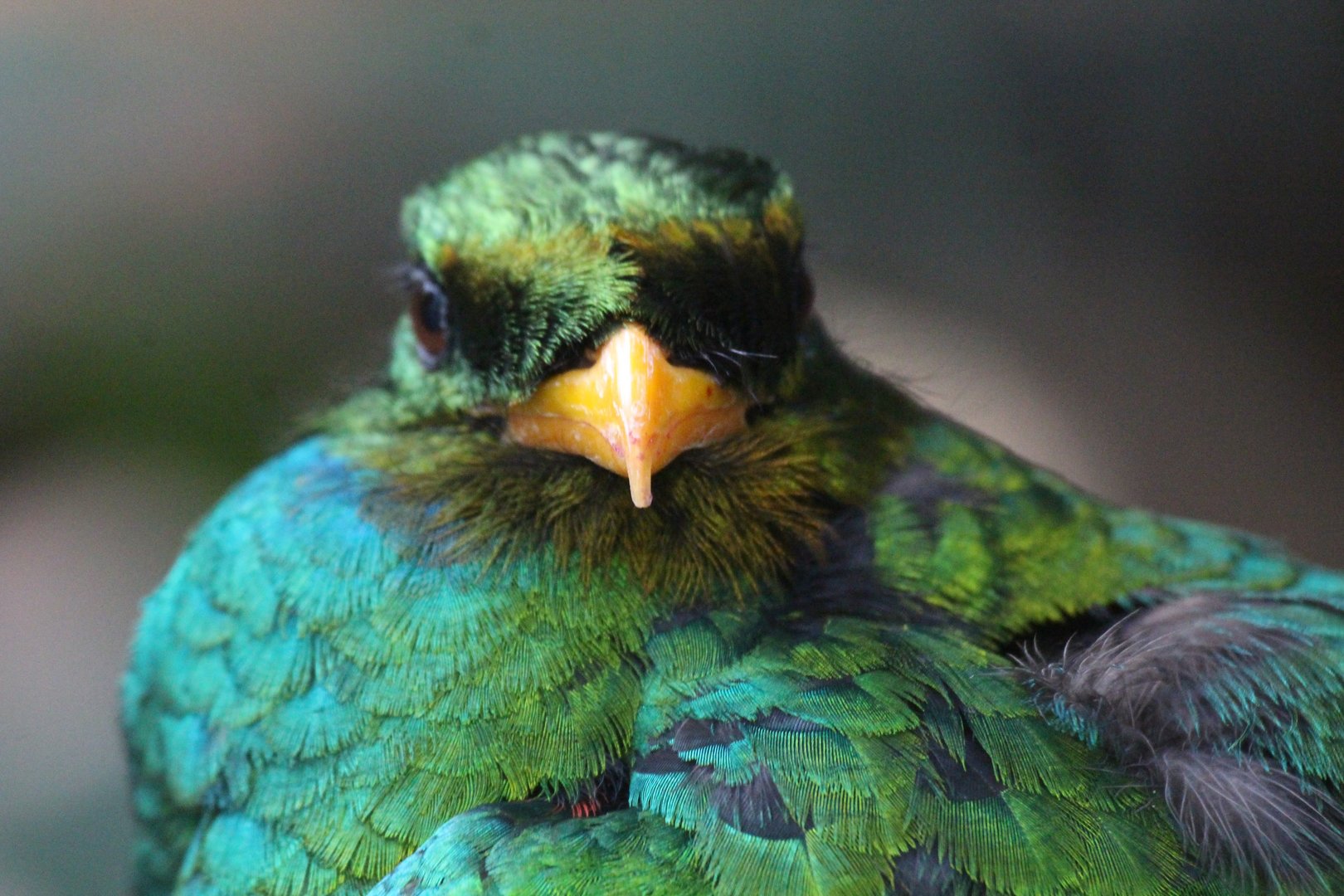 Golden-headed Quetzal (Pharomachrus auriceps)