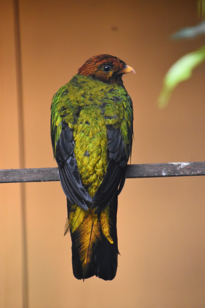 Golden headed quetzal, Pharomachrus auriceps