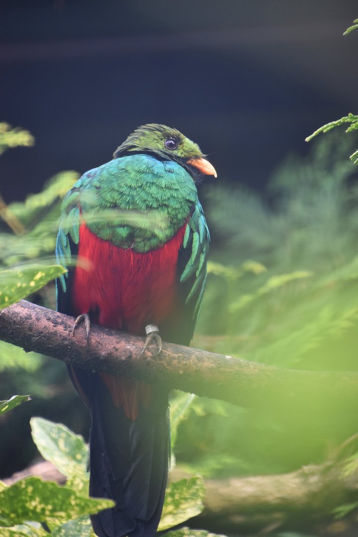 Golden headed quetzal, Pharomachrus auriceps