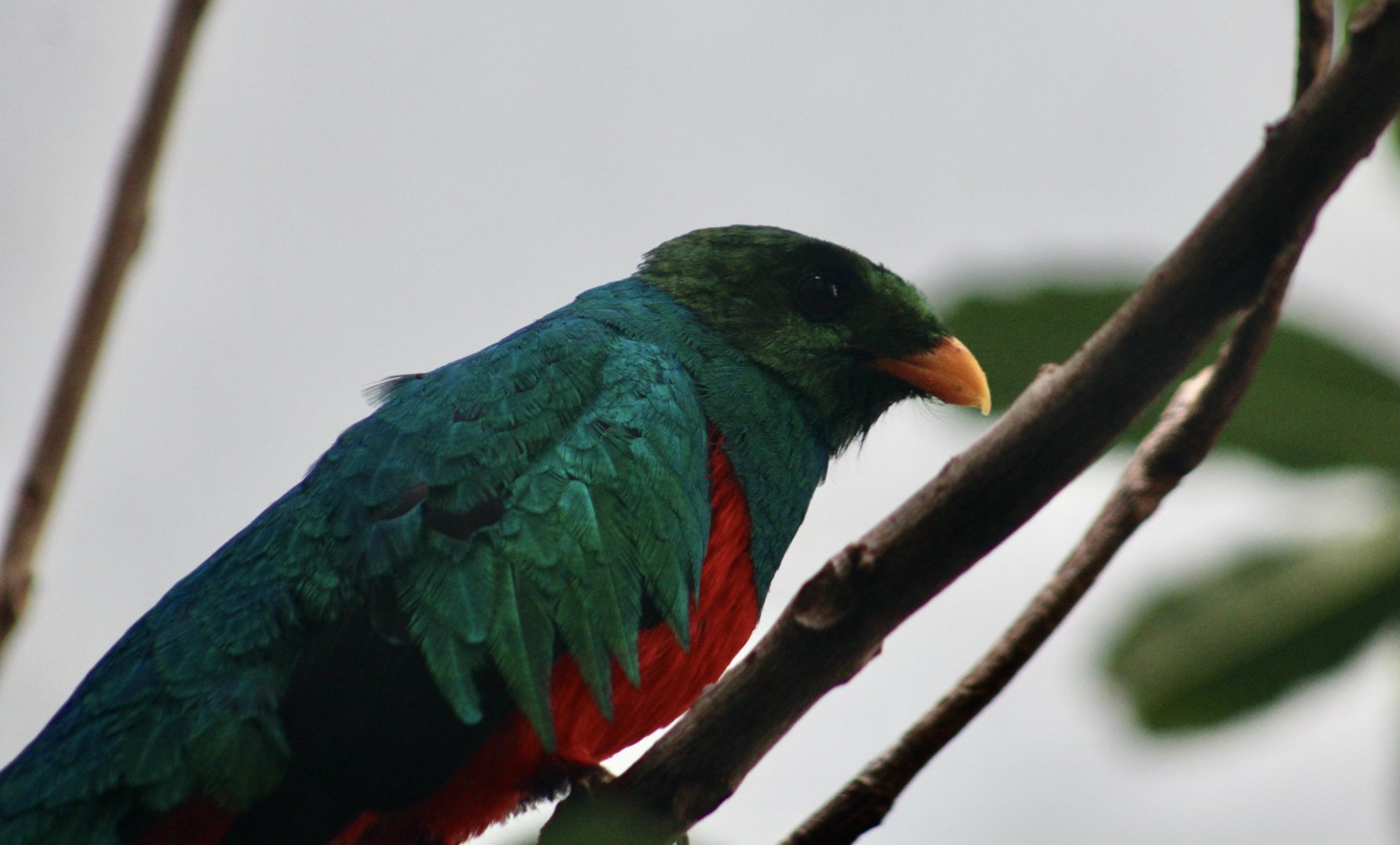 Golden-Headed Quetzal (Pharomachrus auriceps)