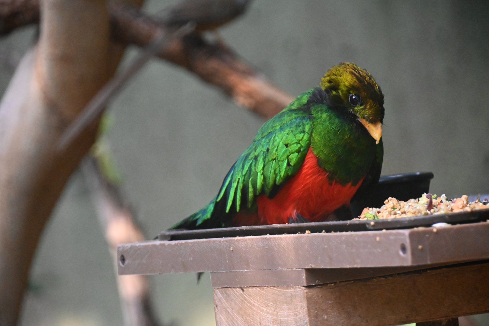 Golden-headed quetzal (Pharomachrus auriceps)