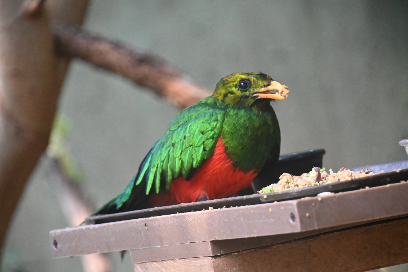 Golden-headed quetzal (Pharomachrus auriceps)
