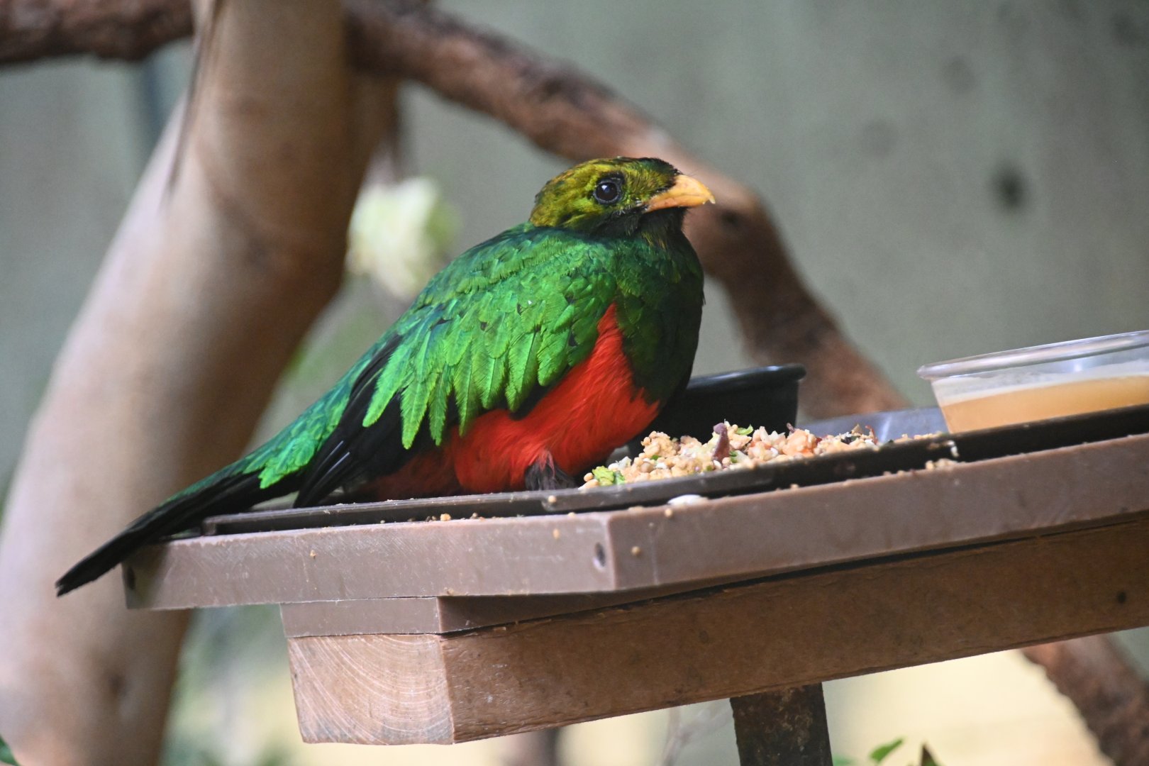 Golden-headed quetzal (Pharomachrus auriceps)