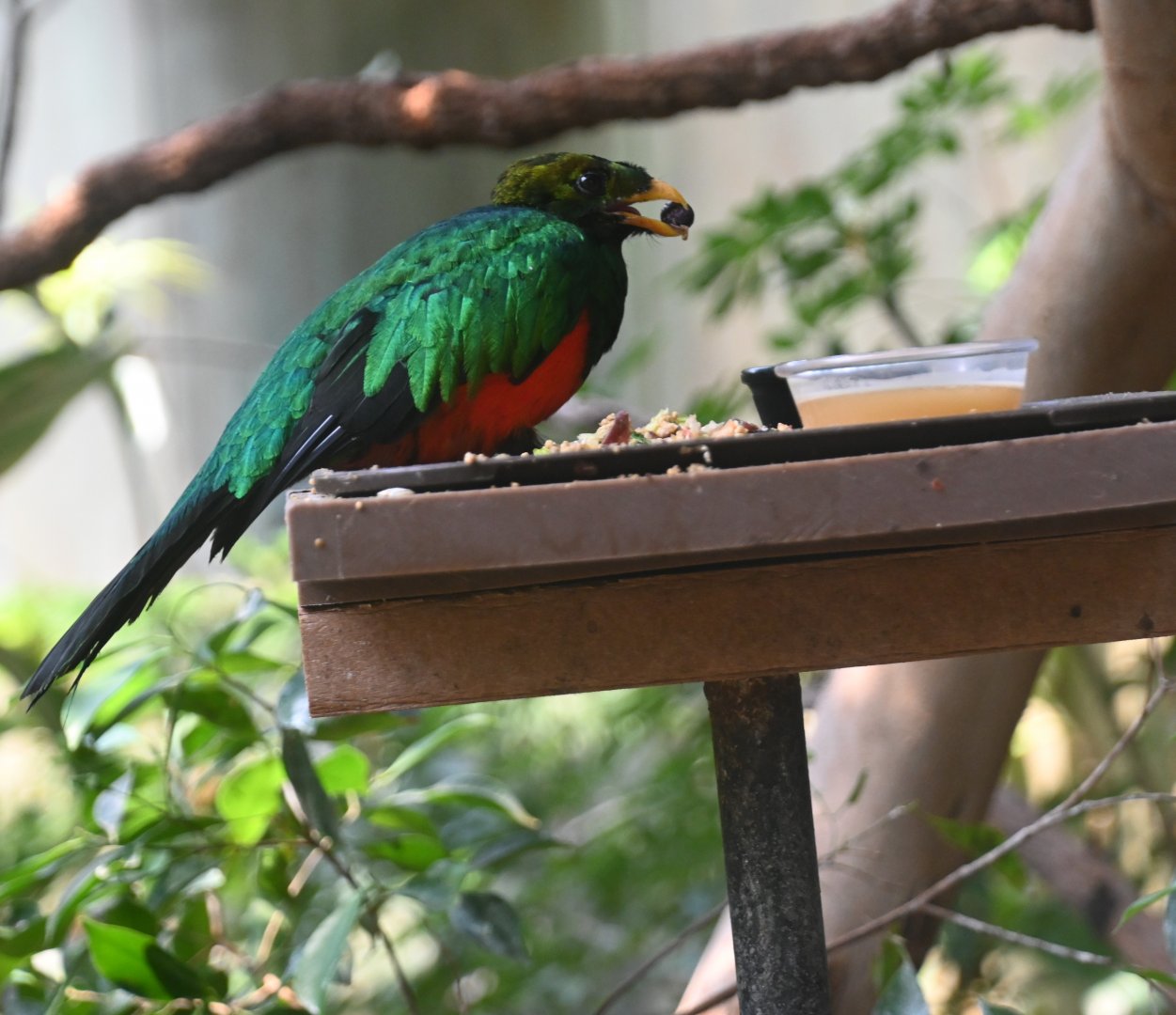 Golden-headed quetzal (Pharomachrus auriceps)