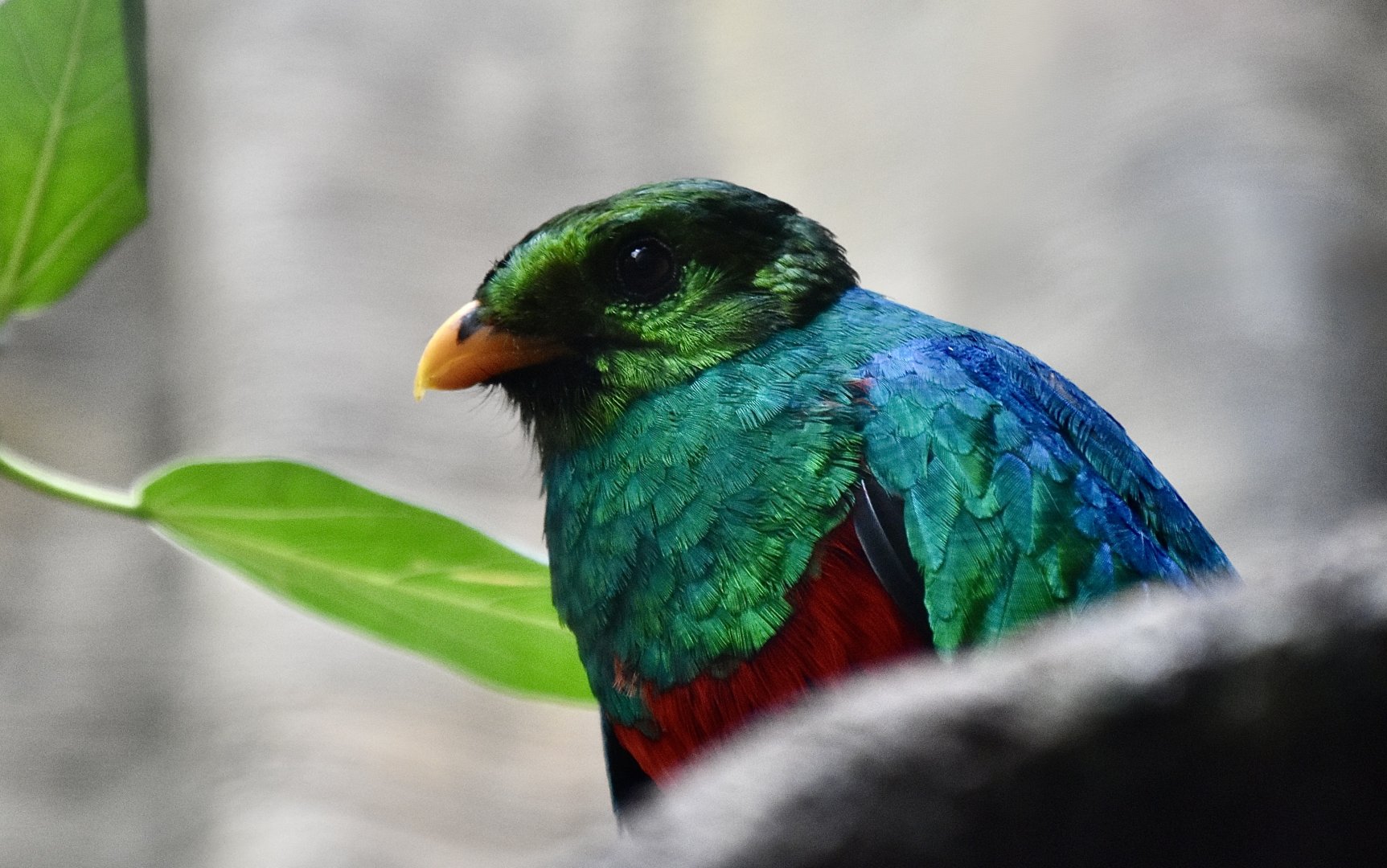 Golden-Headed Quetzal (Pharomachrus auriceps)