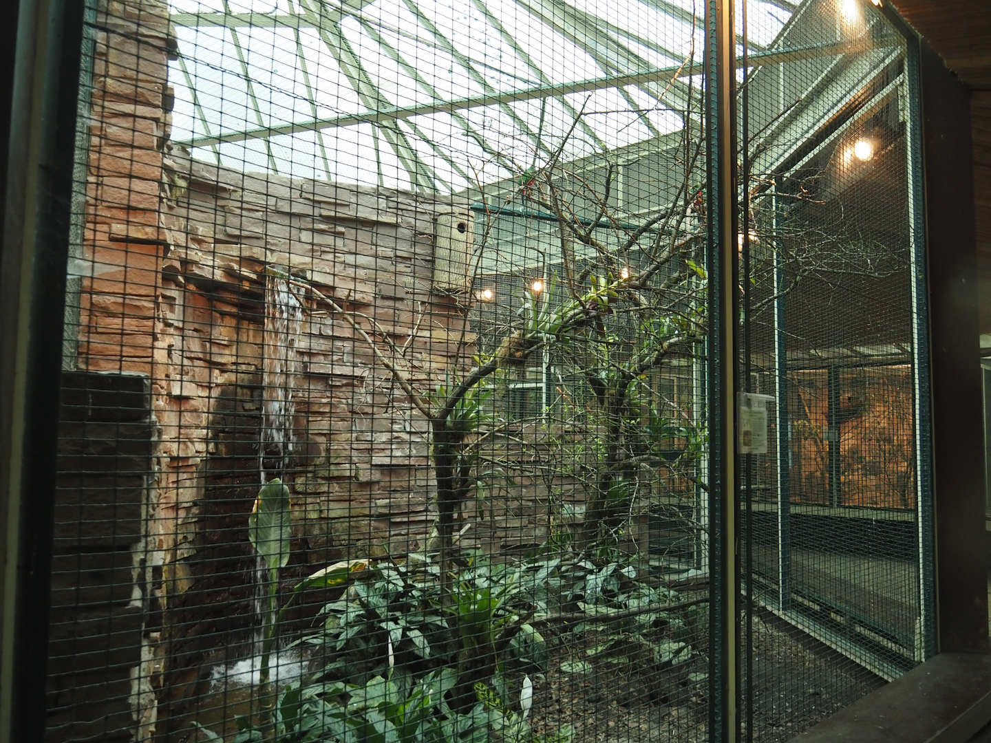 Golden-headed Quetzal, Sunbittern and Tataupa tinamou aviary, 2024-05-22