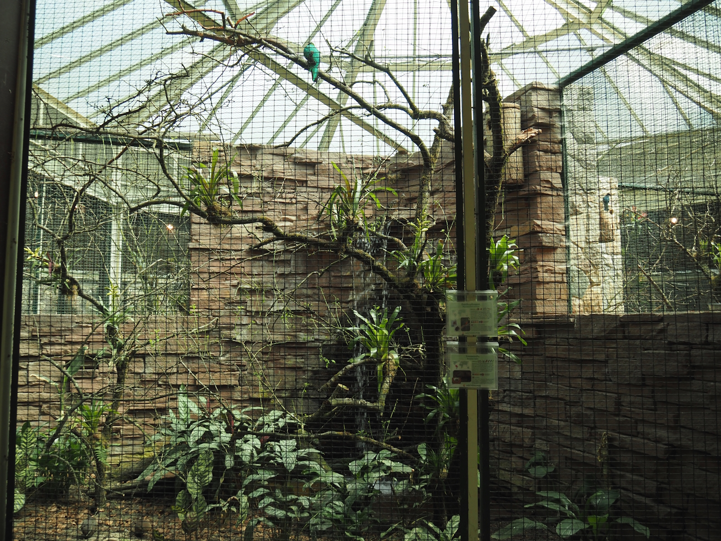 Golden-headed Quetzal, Sunbittern and Tataupa tinamou aviary, 2024-05-23