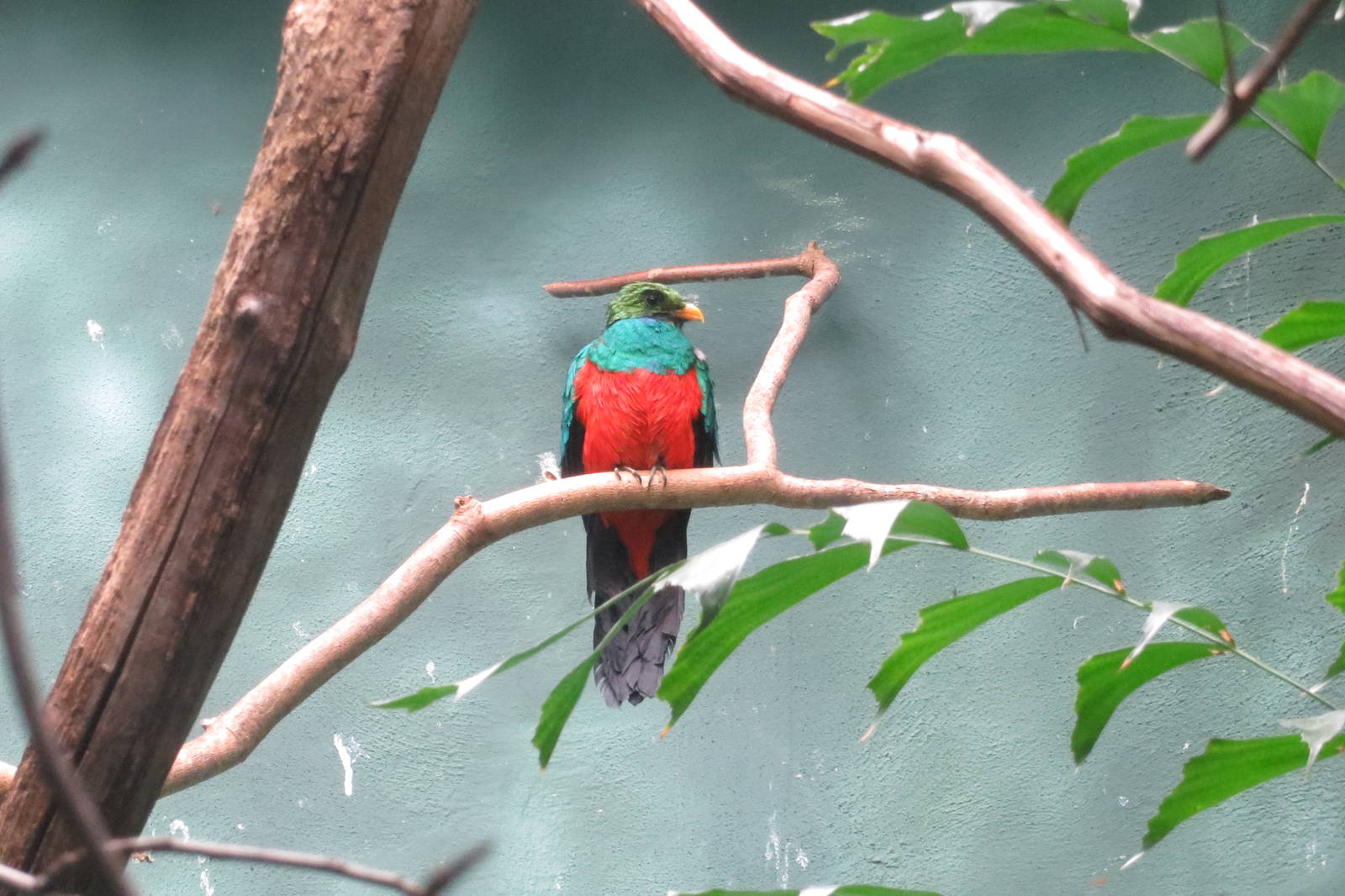 Golden-headed Quetzal - World of Birds 031215