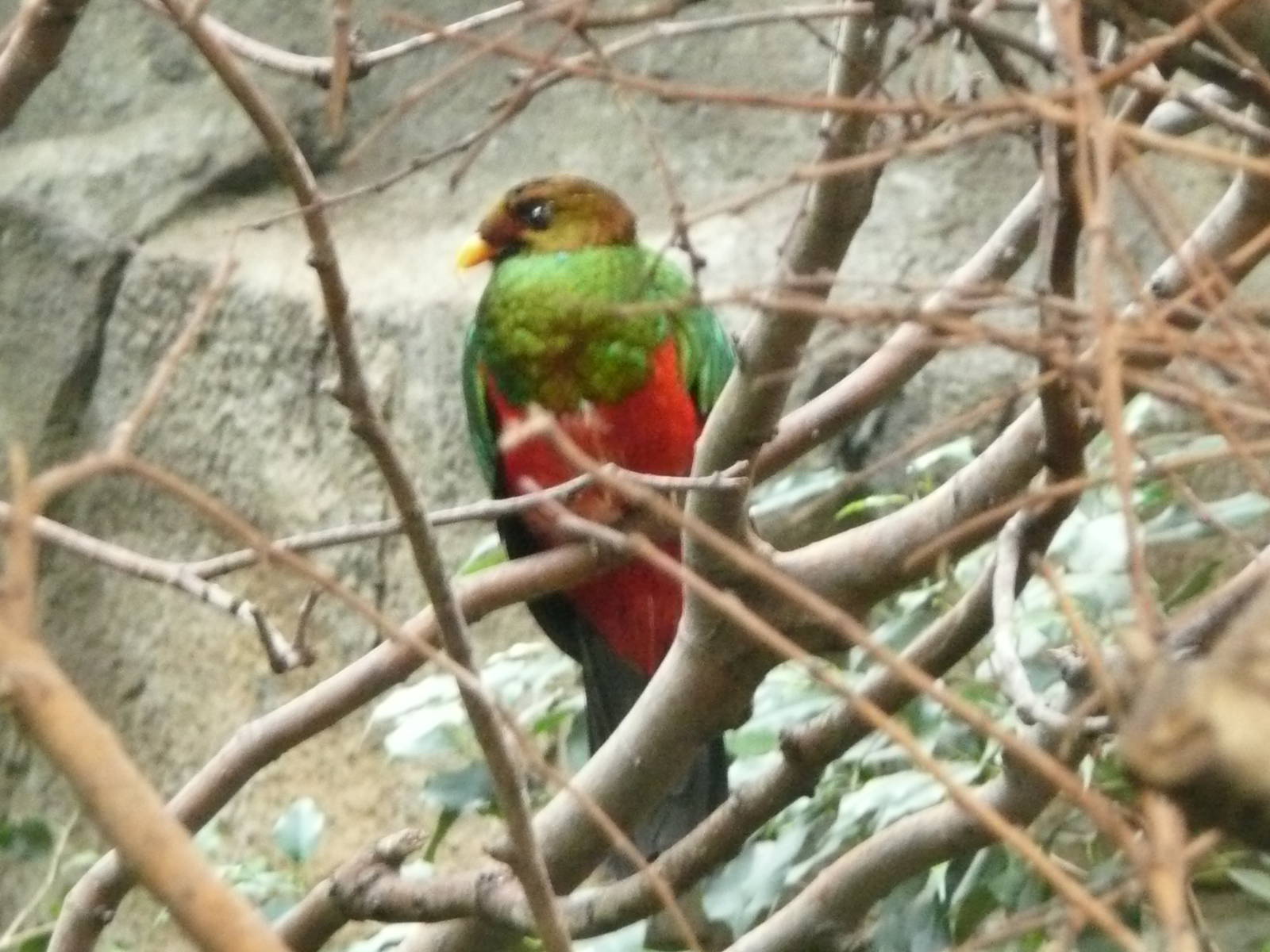 Golden-headed Quetzal