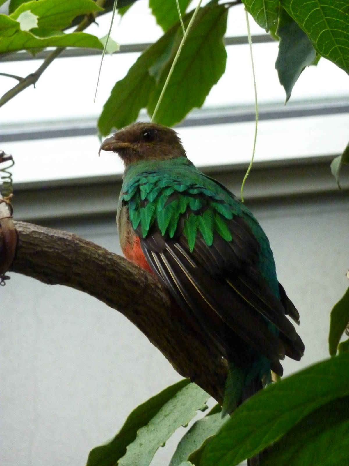Golden-headed quetzal