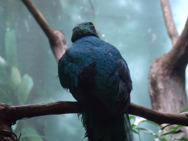 Golden-Headed Quetzal